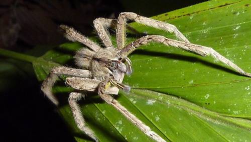 бразильский бродячий паук