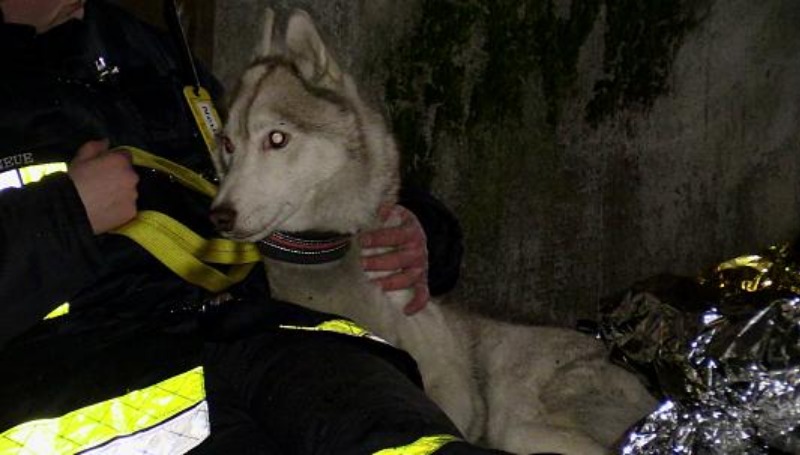 Новости: Пожарные сделали собаке искусственное дыхание