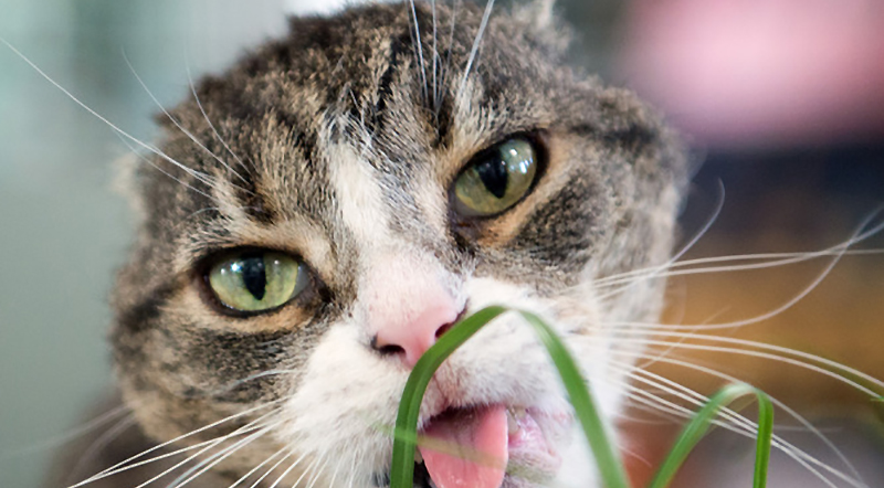 Новости: Безухий кот нуждается в заботе