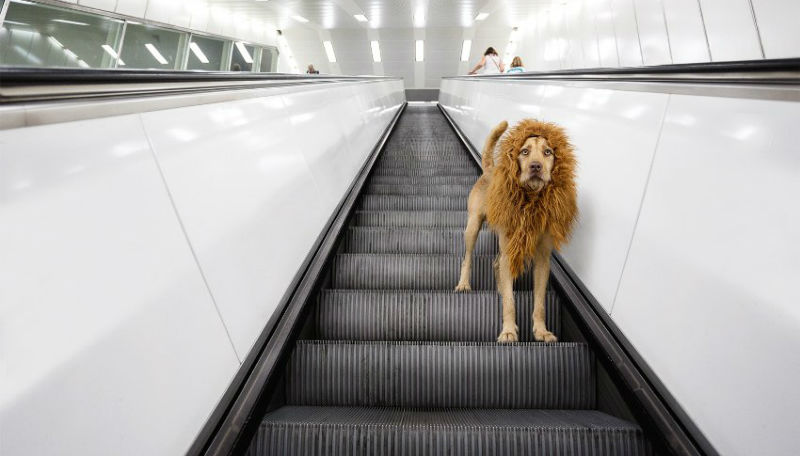 Культура: По гамбургскому метро гуляет лев