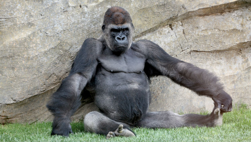 Новости: В зоопарке горилла утащила ребенка