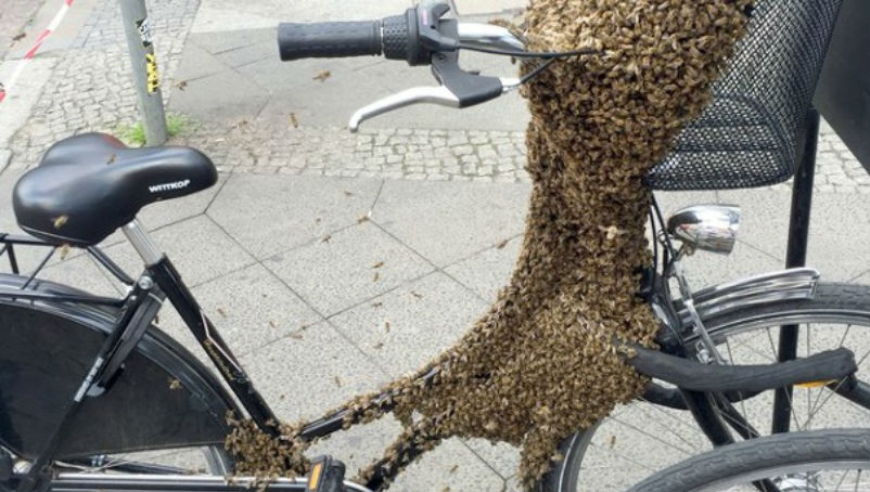 Новости: Пчелы забрали у немца велосипед