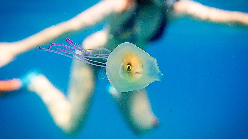 Новости: Завораживающая картина: рыба внутри медузы