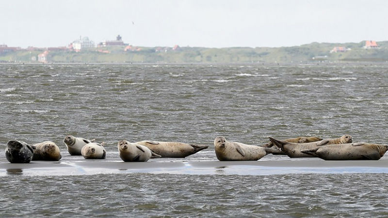 Новости: На лежбище тюленей отправят самолеты