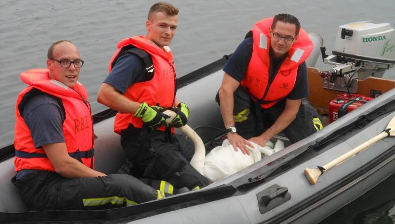 Новости: Спасатели освободили лебедя от рыболовной лески