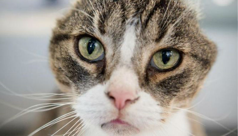 Новости: Безухий кот Деррик нашел новый дом