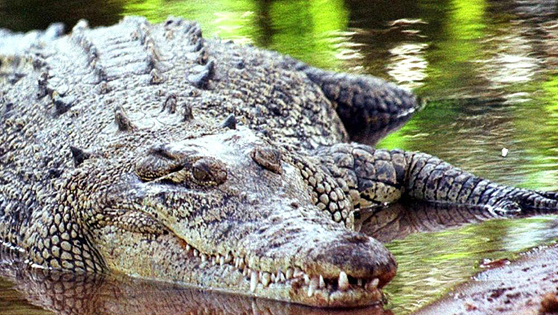 Новости: Крокодил утащил 2-летнего ребенка
