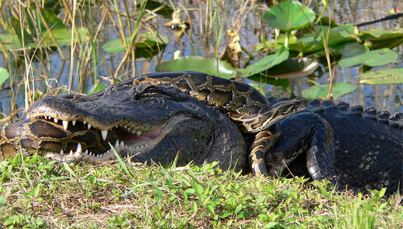 Новости: Водолазы нашли мальчика, которого утащил крокодил
