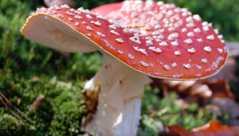 Новости: Отец-наркоман накормил дочку "волшебными" грибами