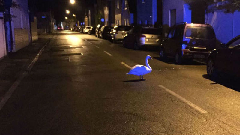 Новости: Лебедь на час заблокировал дорогу