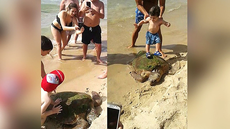 Новости: Туристы поиздевались над морской черепахой