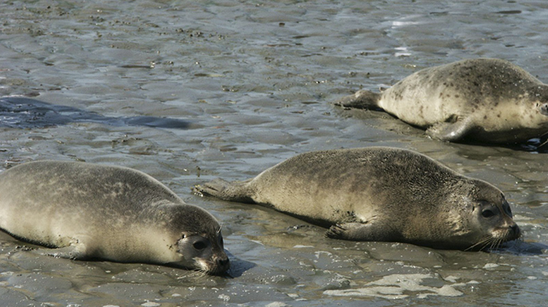 Новости: Прохожие нашли на пляже крошечного тюленя