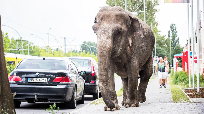 Новости: Слон гуляет по Берлину