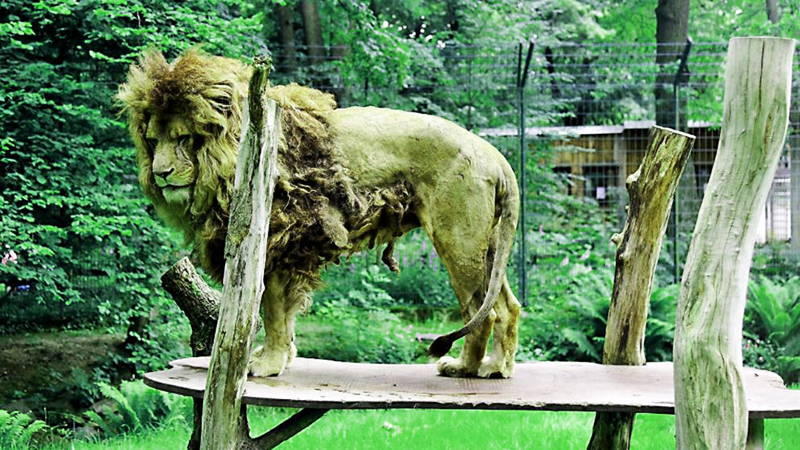 Новости: Самый печальный лев Германии