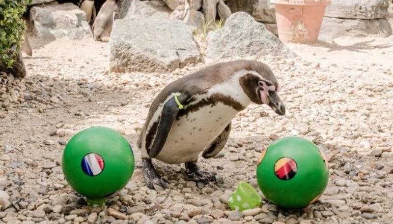 Новости: Пингвин-оракул прогнозирует победу Германии