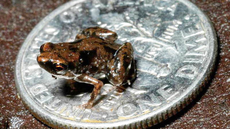 Новости: Самая маленькая в мире лягушка