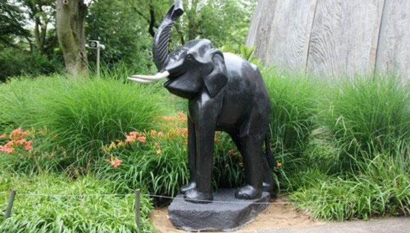 Культура: В Кельнском зоопарке появился черный слон