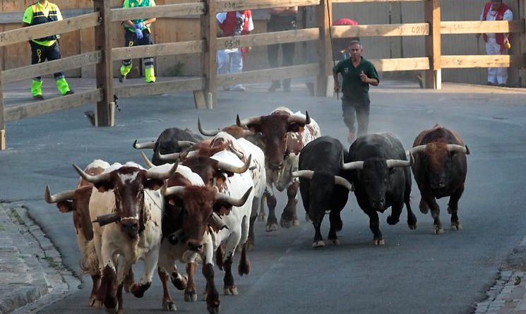 Досуг: Жертвами быков стали 14 гостей фестиваля (фото)
