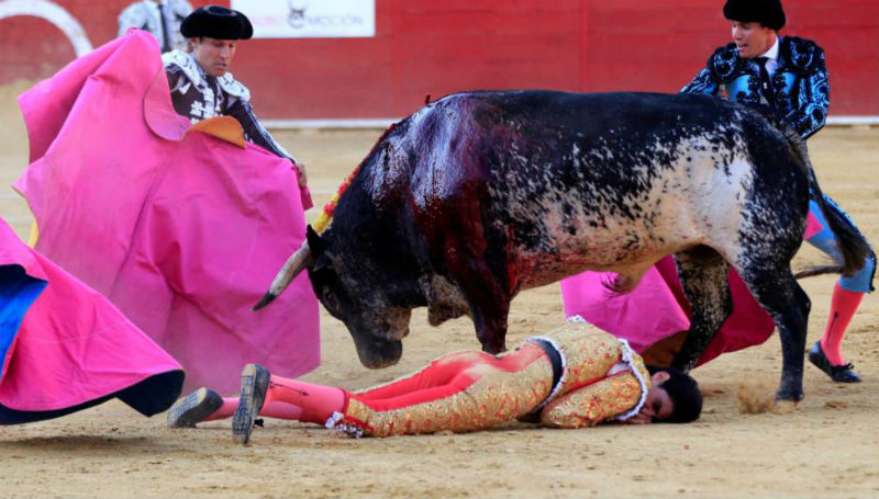 Новости: Бык убил тореро на корриде в Испании