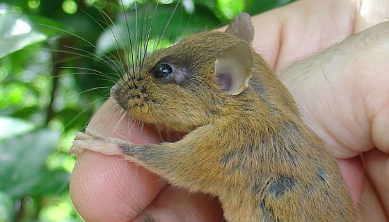 Новости: На Филлипинах обнаружены новые виды животных