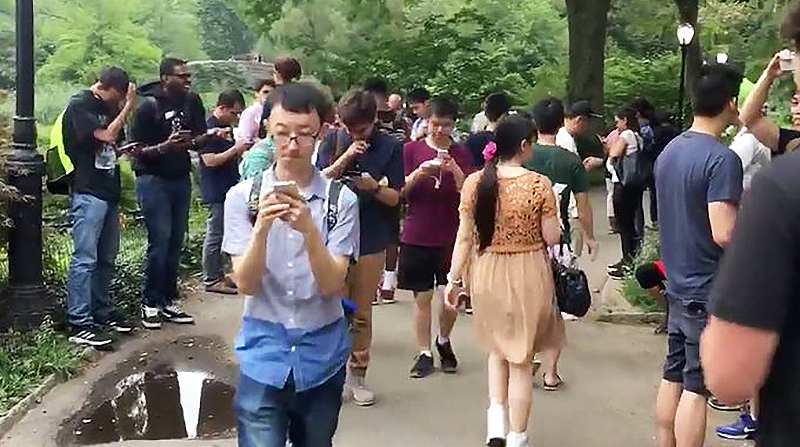 Новости: В Нью-Йоркском парке ловят редкого покемона (видео)