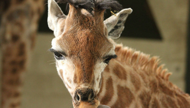 Новости: В берлинском зоопарке усыпили жирафа