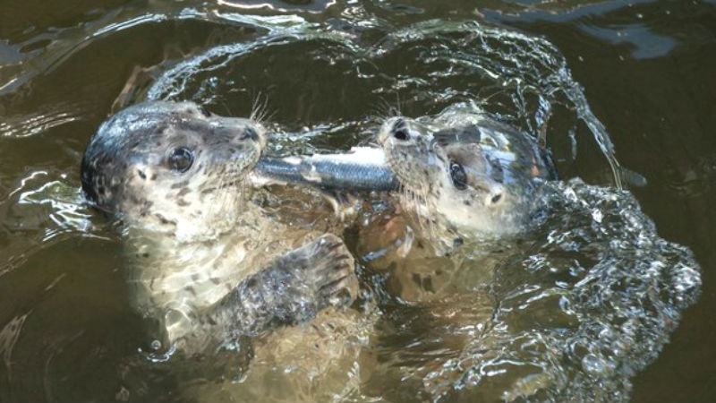 Новости: Туристы замучили малышей тюленей