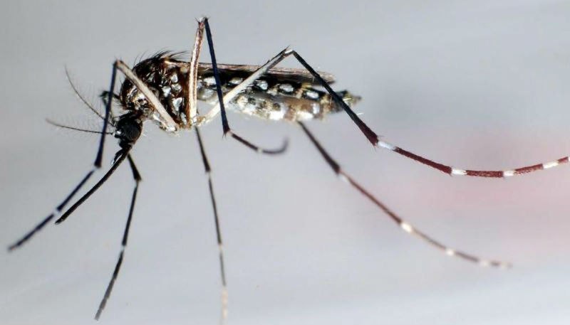 Новости: Комары-носители вируса Зика появились в США