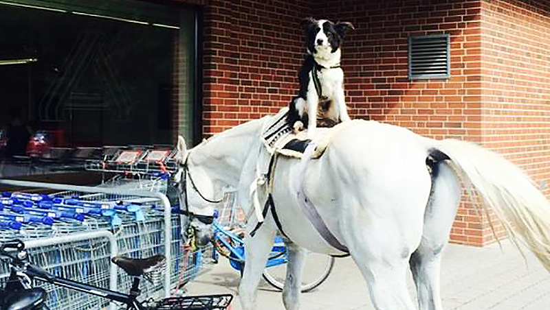 Новости: Собака на лошади прогулялась в магазин
