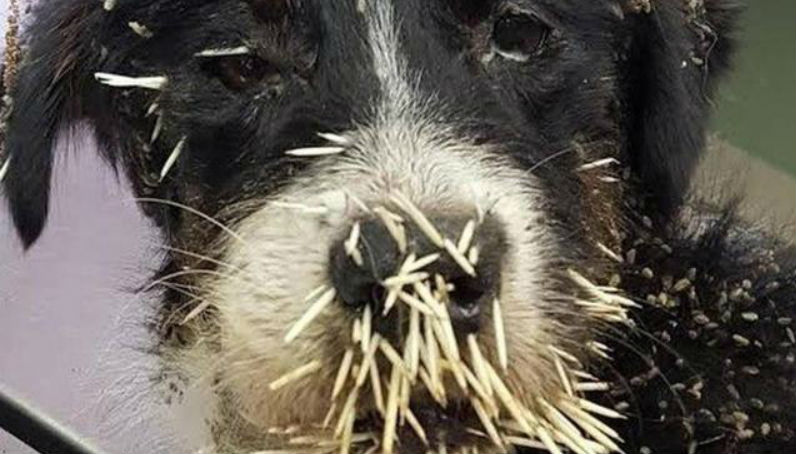 Новости: Собачьи бои с дикобразом