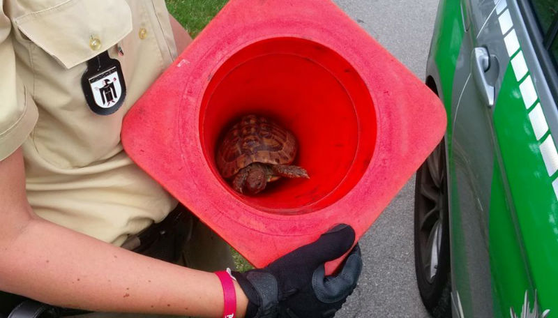 Новости: Маленькая черепаха парализовала движение в Мюнхене