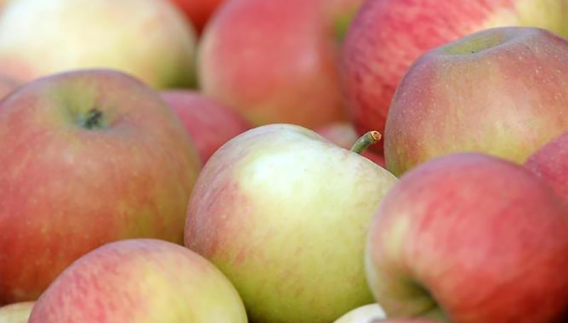 Новости: В Германии ожидается хороший урожай яблок