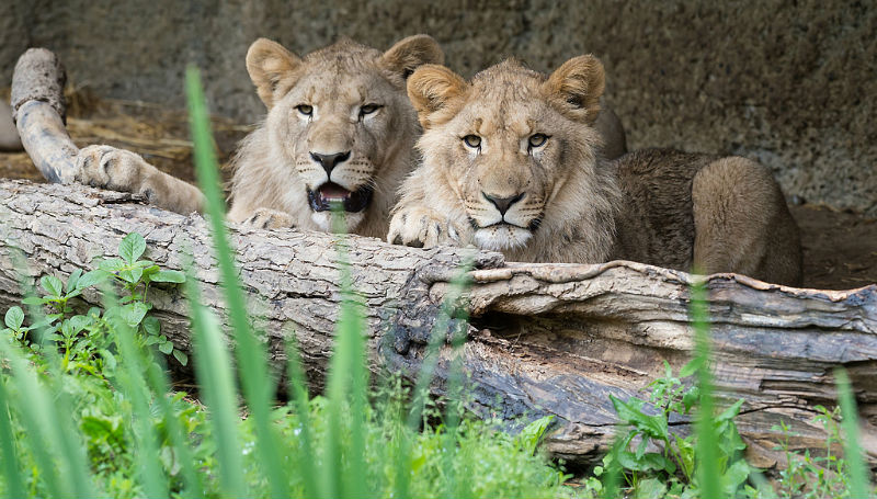 Культура: Африканские львы осваивают территорию Лейпцигского зоопарка