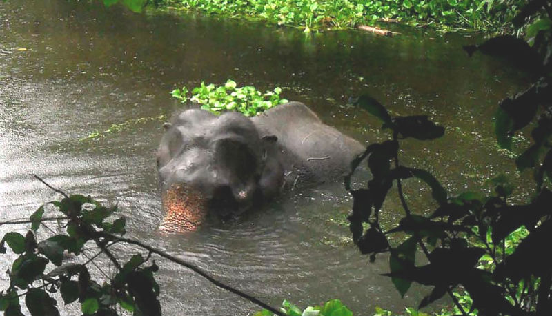 Новости: В поисках своего стада слон прошел 1700 км