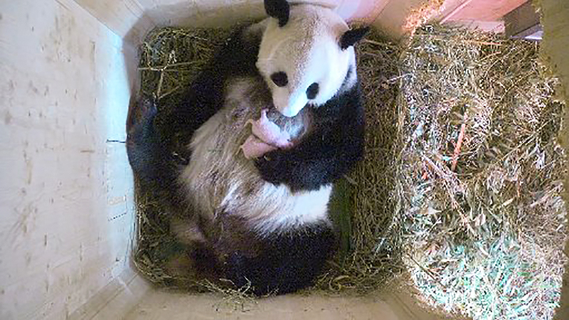 Новости: В венском зоопарке панда родила близнецов