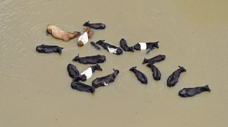 Новости: Катастрофическое наводнение в Луизиане (фото)