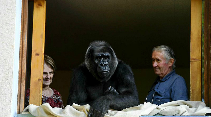 Новости: Семья из Франции 18 лет живет с гориллой