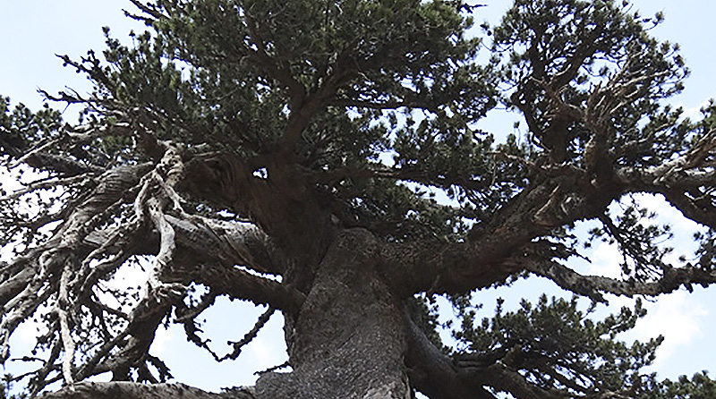 Новости: В Греции растет самое старое дерево в Европе