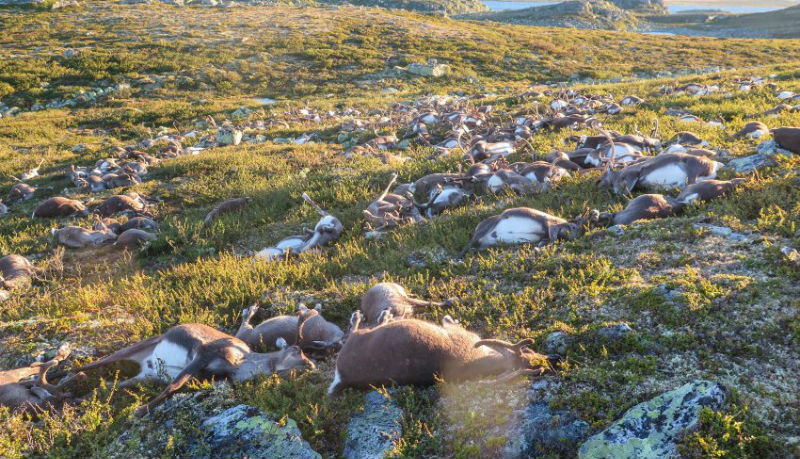 Новости: В Норвегии молния убила более 300 северных оленей