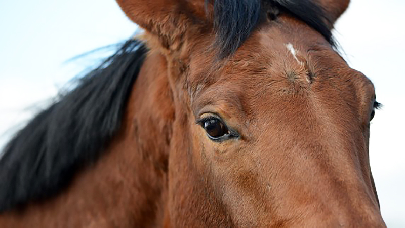 Новости: В Гросграбе неизвестный ни за что убил коня