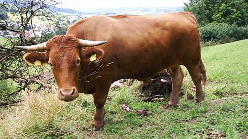 Новости: Электричка протаранила 700-килограмового быка