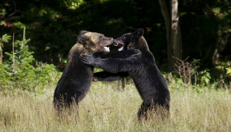 Новости: 63-летний каратист победил в схватке с медведем