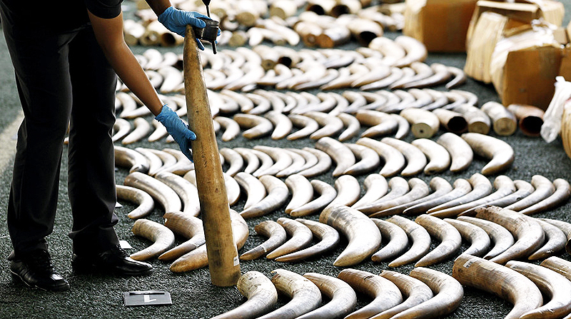Новости: В Германии изъята рекордная партия слоновой кости