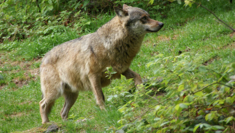 Новости: В Рейнланд-Пфальц возвращаются волки