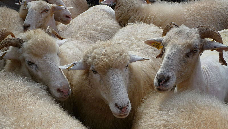 Новости: Баскетбольная команда Бонна тренируется с овцами