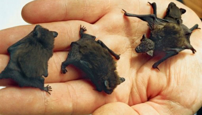 Новости: Нашествие летучих мышей в Хагене