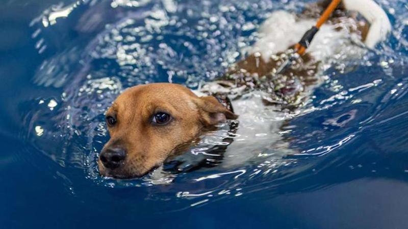 Новости: В Швабии открыт бассейн для собак