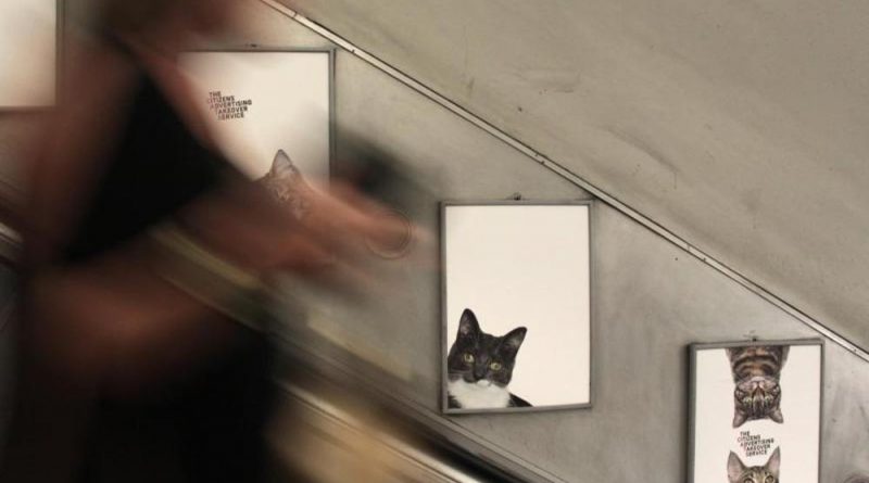 Новости: Рекламу в лондонском метро заменили снимками кошек (фото, видео)