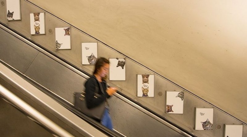Новости: Рекламу в лондонском метро заменили снимками кошек (фото, видео)