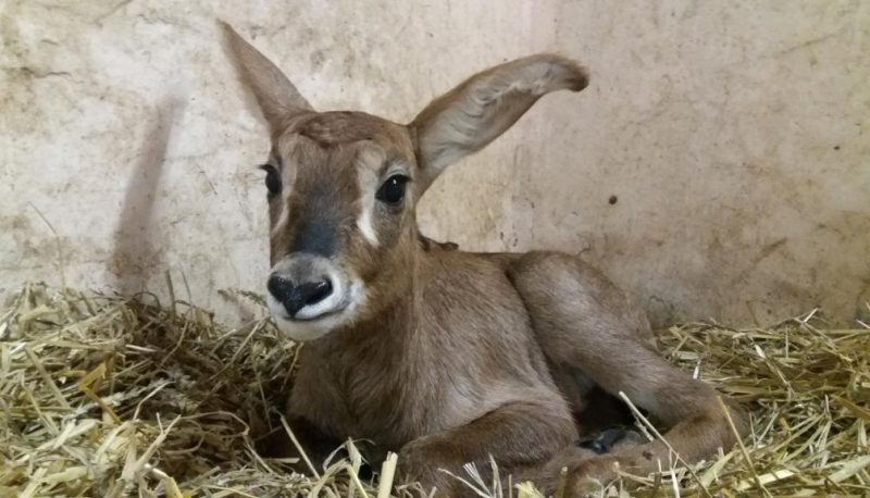 Досуг: В дортмундском зоопарке родился детеныш исчезающего вида антилоп